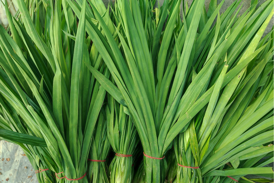 Pandanovaという名前に込めた想い