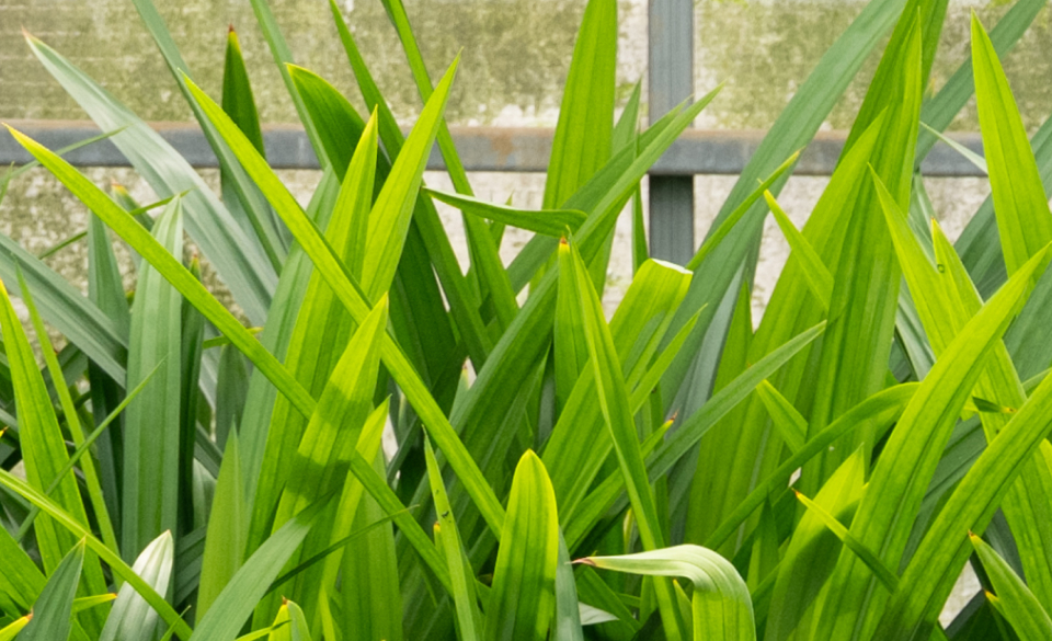 Pandanovaという名前に込めた想い